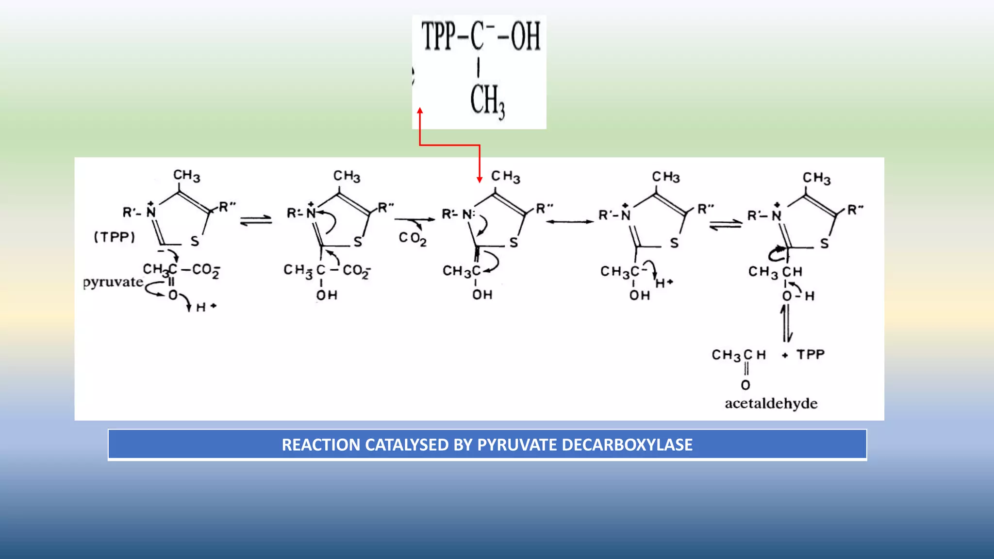 REACTION CATALYSED BY PYRUVATE DECARBOXYLASE
 