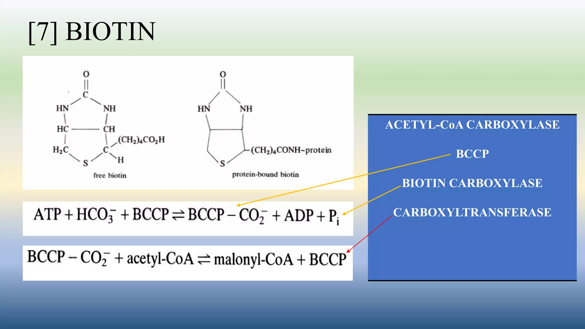 [7] BIOTIN
ACETYL-CoA CARBOXYLASE
BCCP
BIOTIN CARBOXYLASE
CARBOXYLTRANSFERASE
 