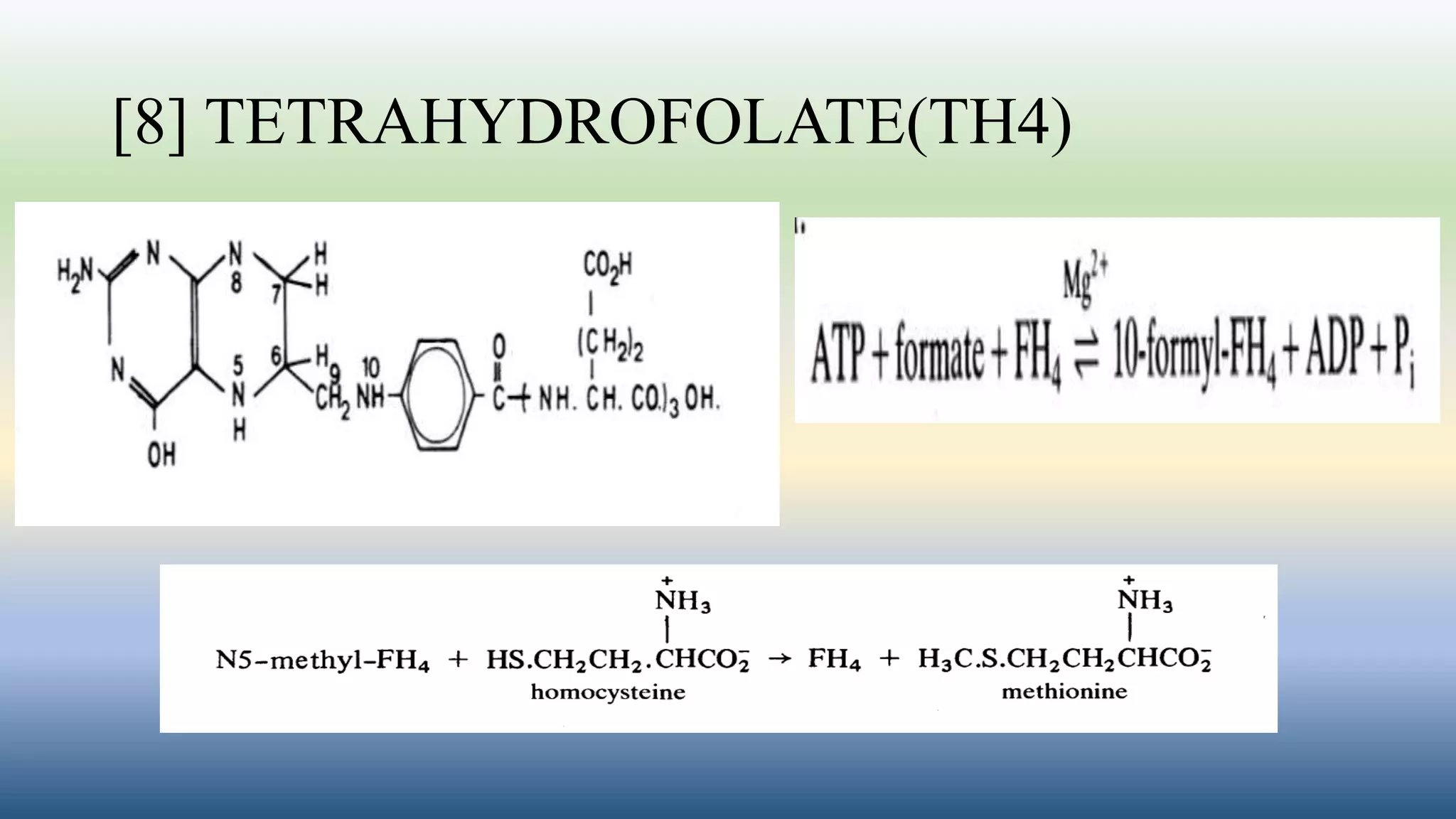 [8] TETRAHYDROFOLATE(TH4)
 