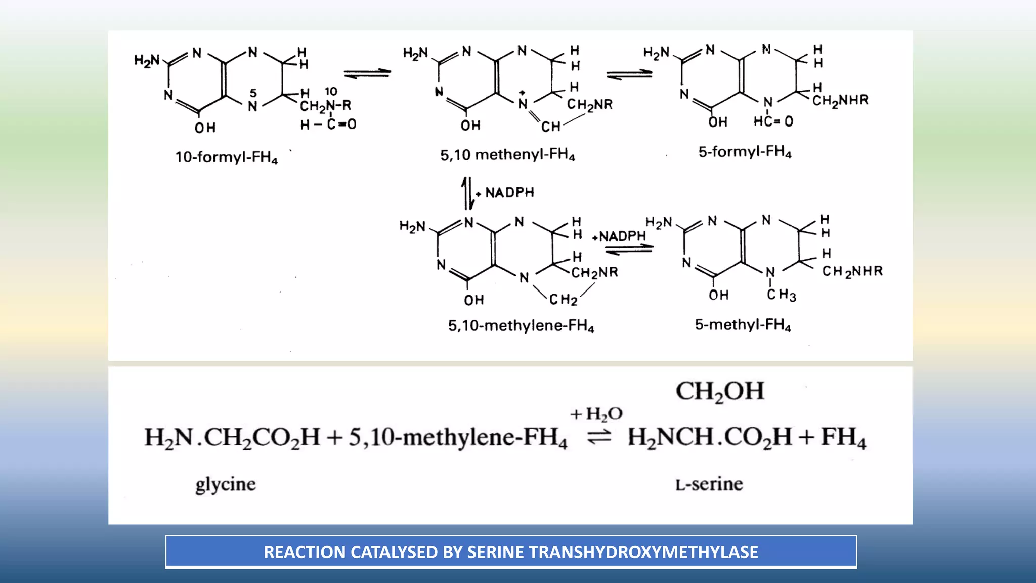 REACTION CATALYSED BY SERINE TRANSHYDROXYMETHYLASE
 