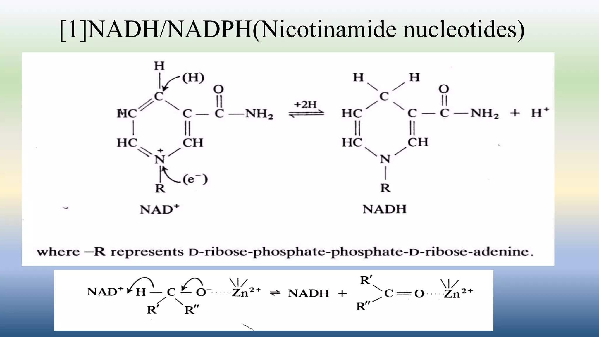 [1]NADH/NADPH(Nicotinamide nucleotides)
 
