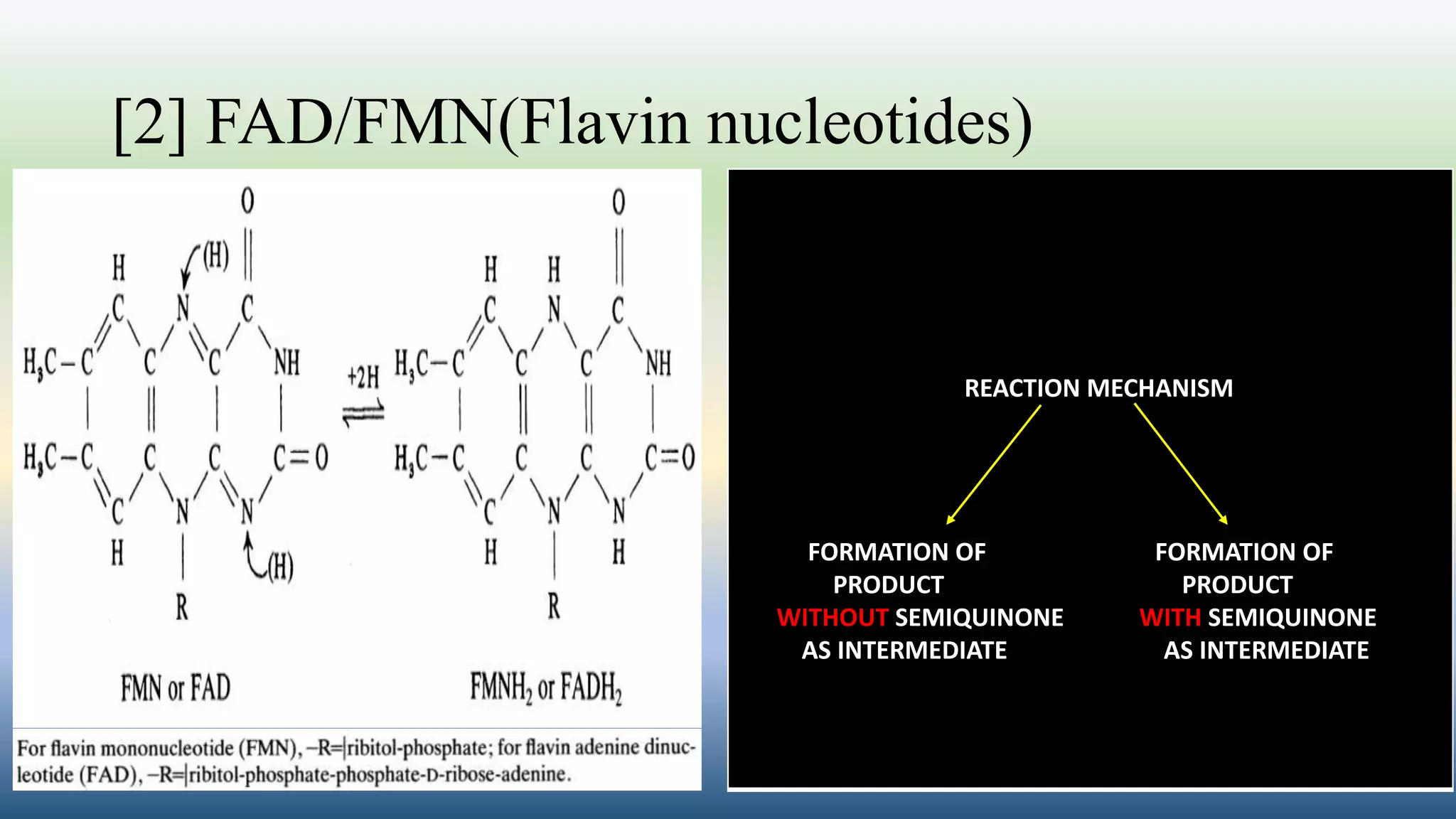 [2] FAD/FMN(Flavin nucleotides)
REACTION MECHANISM
FORMATION OF FORMATION OF
PRODUCT PRODUCT
WITHOUT SEMIQUINONE WITH SEMIQUINONE
AS INTERMEDIATE AS INTERMEDIATE
 