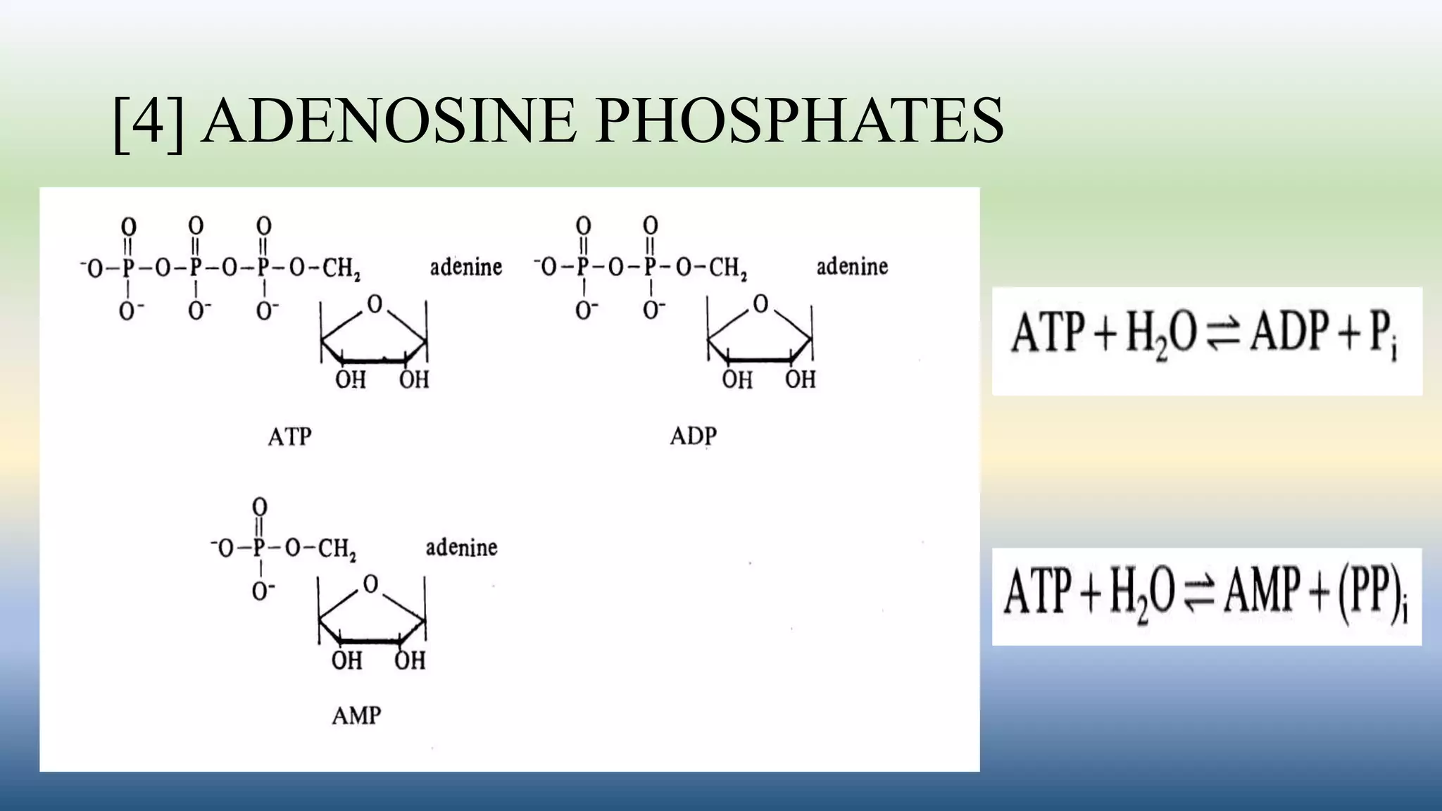 [4] ADENOSINE PHOSPHATES
 