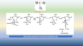 REACTION CATALYSED BY PYRUVATE DECARBOXYLASE
 