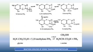 REACTION CATALYSED BY SERINE TRANSHYDROXYMETHYLASE
 