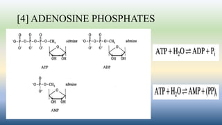 [4] ADENOSINE PHOSPHATES
 