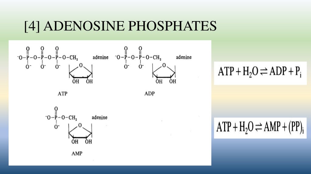 Coenzymes Structure and function