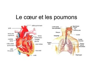 Le cœur et les poumons 