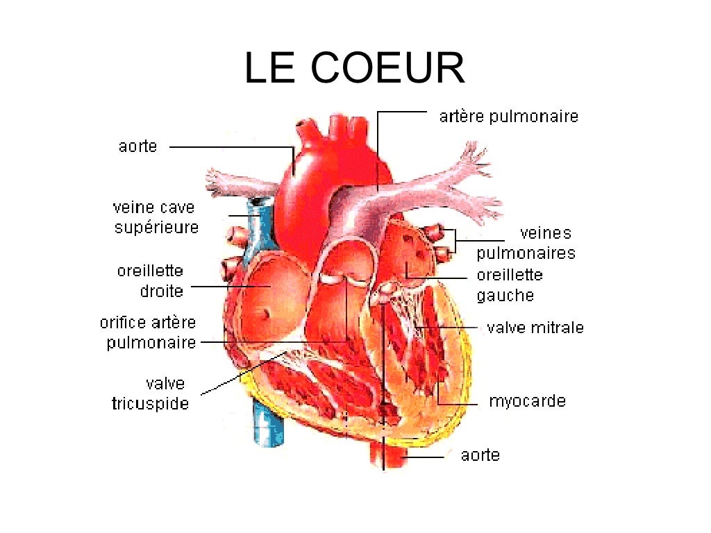 Coeur poumons