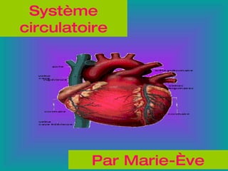 Système circulatoire Par Marie-Ève 