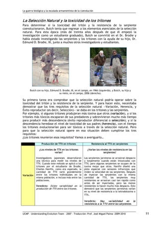 La guerra biológica y la escalada armamentista de la coevolución
UCMP – Understanding Evolution Team – 2007 – Traducción: Prof. José Miguel Palma ‐2009‐2010 11 
La Selección Natural y la toxicidad de los tritones 
Para determinar si la toxicidad del tritón y la resistencia de la serpiente
coevolucionaron, Butch tenía que regresar a los elementos esenciales de la selección
natural. Para esta época (más de treinta años después de que él empezó la
investigación como un estudiante graduado), Butch se convirtió en el Dr. Brodie y
había estado investigando las serpientes y los tritones con la ayuda de su hijo, Dr.
Edmund D. Brodie, III, junto a muchos otros investigadores y estudiantes.
Butch con su hijo, Edmund D. Brodie, III, en el campo, en 1966 (izquierda), y Butch, su hijo y
su nieto, en el campo, 2006 (derecha).
Su primera tarea era comprobar que la selección natural podría operar sobre la
toxicidad del tritón y la resistencia de la serpiente. Y para hacer esto, necesitaba
demostrar que los tres requisitos de la selección natural —Variación, Herencia, y
Éxito reproductor (es decir, Selección)— se daba en los tritones y las serpientes.
Por ejemplo, si algunos tritones produjeran más toxina que otros (variación), y si los
tritones más tóxicos escaparan de sus predadores y sobrevivieran mucho más tiempo
para producir más descendencia (éxito reproductor diferencial o selección); y si la
descendencia heredase el nivel de toxicidad de sus padres (herencia), con el tiempo
los tritones evolucionarían para ser tóxicos a través de la selección natural. Pero
para que la selección natural opere en esa situación deben cumplirse los tres
requisitos:
¿Los tritones reunieron esos requisitos? Vamos a averiguarlo…
Producción de TTX en tritones Resistencia al TTX en serpientes
Variación
¿Los niveles de TTX en los tritones
varían?
Investigadores japoneses desarrollaron
una técnica para medir los niveles de
TTX. Cuando este método se aplicó a los
tritones por el estudiante de Brodie,
Charles Hanifin, como era esperado, la
cantidad de TTX varió grandemente
entre los tritones individuales en la
misma población, e incluso más entre las
poblaciones.
Veredicto: Existe variabilidad en la
producción de TTX entre los tritones.
¿Varían los niveles de resistencia en las
serpientes?
Las serpientes jarreteras se arrastran despacio
y torpemente cuando están intoxicadas con
TTX; pero algunas serpientes se ocupan de la
toxina mejor que otras. Hanifin diseñó una
pista especial con sensores infrarrojos que
miden la velocidad de las serpientes. Después
de inyectar las serpientes con la misma
cantidad de TTX, las serpientes muy
resistentes se arrastran casi tan rápido como
antes de ser inyectadas, pero las menos
resistentes lo hacen mucho más despacio. Esto
demostró que las serpientes jarreteras varían
en su nivel de resistencia a la tetrodotoxina o
TTX.
Veredicto: Hay variabilidad en la
resistencia a la TTX entre las serpientes.
 