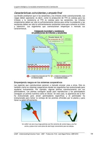 La guerra biológica y la escalada armamentista de la coevolución
UCMP – Understanding Evolution Team – 2007 – Traducción: Prof. José Miguel Palma ‐2009‐2010 14 
Características coincidentes y empate final 
Los Brodie predijeron que si las serpientes y los tritones están coevolucionando, sus
rasgos deben aparearse; es decir, como la producción de TTX es costosa para los
tritones y la resistencia al TTX es costosa para las serpientes, los tritones
simplemente deben ser sólo lo suficientemente tóxicos para evitar la predación y las
serpientes deben ser sólo lo suficientemente resistentes como para comerse un tritón
y sobrevivir. Los organismos que coevolucionan emparejan a menudo sus
características. 
Emparejando rasgos en los sistemas cooperativos 
Las especies que coevolucionan parecen a menudo encajar unas a otras. Esto es
también cierto en sistemas cooperativos donde los organismos han evolucionado para
ayudarse mutuamente. Por ejemplo, algunas plantas coevolucionaron con sus
polinizadores. Las plantas consiguen ayuda para reproducirse y los polinizadores
consiguen un premio nutritivo como el néctar. En este caso, la apariencia de la flor
ha evolucionado para atraer polinizadores específicos y el polinizador ha
evolucionado para tomar la ventaja de los premios ofrecidos por la planta y para
llevar su polen eficazmente.
Un colibrí con pico muy largo poliniza una flor estrecha de corola larga y una flor
ancha y plana sirve como pista de aterrizaje conveniente para las abejas.
 