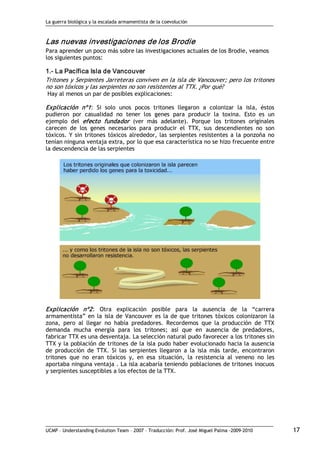La guerra biológica y la escalada armamentista de la coevolución
UCMP – Understanding Evolution Team – 2007 – Traducción: Prof. José Miguel Palma ‐2009‐2010 17 
Las nuevas investigaciones de los Brodie 
Para aprender un poco más sobre las investigaciones actuales de los Brodie, veamos
los siguientes puntos: 
1.­ La Pacífica Isla de Vancouver 
Tritones y Serpientes Jarreteras conviven en la isla de Vancouver; pero los tritones
no son tóxicos y las serpientes no son resistentes al TTX. ¿Por qué?
Hay al menos un par de posibles explicaciones:
Explicación nº1: Si solo unos pocos tritones llegaron a colonizar la isla, éstos
pudieron por casualidad no tener los genes para producir la toxina. Esto es un
ejemplo del efecto fundador (ver más adelante). Porque los tritones originales
carecen de los genes necesarios para producir el TTX, sus descendientes no son
tóxicos. Y sin tritones tóxicos alrededor, las serpientes resistentes a la ponzoña no
tenían ninguna ventaja extra, por lo que esa característica no se hizo frecuente entre
la descendencia de las serpientes
Explicación nº2: Otra explicación posible para la ausencia de la “carrera
armamentista” en la isla de Vancouver es la de que tritones tóxicos colonizaron la
zona, pero al llegar no había predadores. Recordemos que la producción de TTX
demanda mucha energía para los tritones; así que en ausencia de predadores,
fabricar TTX es una desventaja. La selección natural pudo favorecer a los tritones sin
TTX y la población de tritones de la isla pudo haber evolucionado hacia la ausencia
de producción de TTX. Si las serpientes llegaron a la isla más tarde, encontraron
tritones que no eran tóxicos y, en esa situación, la resistencia al veneno no les
aportaba ninguna ventaja . La isla acabaría teniendo poblaciones de tritones inocuos
y serpientes susceptibles a los efectos de la TTX.
 