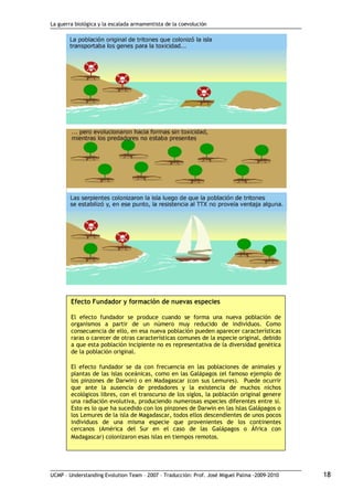 La guerra biológica y la escalada armamentista de la coevolución
UCMP – Understanding Evolution Team – 2007 – Traducción: Prof. José Miguel Palma ‐2009‐2010 18
Efecto Fundador y formación de nuevas especies
El efecto fundador se produce cuando se forma una nueva población de
organismos a partir de un número muy reducido de individuos. Como
consecuencia de ello, en esa nueva población pueden aparecer características
raras o carecer de otras características comunes de la especie original, debido
a que esta población incipiente no es representativa de la diversidad genética
de la población original.
El efecto fundador se da con frecuencia en las poblaciones de animales y
plantas de las islas oceánicas, como en las Galápagos (el famoso ejemplo de
los pinzones de Darwin) o en Madagascar (con sus Lemures). Puede ocurrir
que ante la ausencia de predadores y la existencia de muchos nichos
ecológicos libres, con el transcurso de los siglos, la población original genere
una radiación evolutiva, produciendo numerosas especies diferentes entre sí.
Esto es lo que ha sucedido con los pinzones de Darwin en las Islas Galápagos o
los Lemures de la isla de Magadascar, todos ellos descendientes de unos pocos
individuos de una misma especie que provenientes de los continentes
cercanos (América del Sur en el caso de las Galápagos o África con
Madagascar) colonizaron esas islas en tiempos remotos.
 