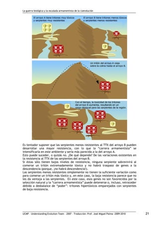 La guerra biológica y la escalada armamentista de la coevolución
UCMP – Understanding Evolution Team – 2007 – Traducción: Prof. José Miguel Palma ‐2009‐2010 21
Es tentador suponer que las serpientes menos resistentes al TTX del arroyo B pueden
desarrollar una mayor resistencia, con lo que la “carrera armamentista” se
intensificaría en este ambiente y sería más parecida a la del arroyo A.
Esto puede suceder, o quizás no. ¿De qué depende? De las variaciones existentes en
la resistencia al TTX de las serpientes del arroyo B.
Si éstas sólo tienen bajos niveles de resistencia, ninguna serpiente sobrevivirá al
comerse un tritón extremadamente tóxico y no habrá traspaso de genes a la
descendencia (porque, ¡no habrá descendencia!).
Las serpientes menos resistentes simplemente no tienen la suficiente variación como
para comerse un tritón más tóxico y, en este caso, la baja resistencia parece que no
les da ventaja a las serpientes. En este caso, esos genes no son favorecidos por la
selección natural y la “carrera armamentista” puede detenerse o, incluso, retroceder
debido a desbalance de “poder”: tritones hipertóxicos emparejados con serpientes
de baja resistencia.
 
