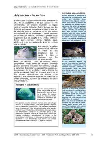 La guerra biológica y la escalada armamentista de la coevolución
UCMP – Understanding Evolution Team – 2007 – Traducción: Prof. José Miguel Palma ‐2009‐2010 5 
Adaptándose a los vecinos 
Basándose en la observación del tritón muerto en la
olla de los cazadores y en que cuando se ven
amenazados, los tritones muestran su región
ventral naranja brillante, Butch supuso que los
tritones ponzoñosos evolucionaron favorecidos por
la selección natural, ya que el tóxico que poseen
los defiende de los predadores. Cuando hablamos
de la selección natural, tendemos a pensar en un
organismo que se adapta a su medio ambiente
físico (por ejemplo, clima, hábitat, agua,
etcétera.) y no necesariamente a los seres vivos
que lo rodean.
Por ejemplo, el pelaje
blanco de la liebre de
la nieve es una
adaptación que le
ayuda a ésta a
ocultarse en los
terrenos nevados.
Pero, en realidad, tanto el entorno biótico
(organismos vivos) como el abiótico (biotopo)
pueden activar la evolución. Por ejemplo, tortugas
y caracoles desarrollaron caparazones gruesas que
los protegen de los predadores (parte biótica del
medio ambiente). Butch se preguntó entonces, si
los tritones desarrollaron sus toxinas como
respuesta a la presión de algún factor biótico de su
medio ambiente, es decir, la presencia de uno o
más predadores. 
Animales aposemáticos 
Muchos animales se mimetizan o
esconden de los predadores para
evitar ser comidos, pero,
increíblemente, algunos evolucio‐
naron para llamar la atención de
un predador con señales llamati‐
vas, como si le gritara al predador
–“¡Eh, bobo! ¡Aquí!” ¿Cuándo
tendría sentido tal estrategia?
Bien, sólo funciona cuando los
animales que son presas poseen
arsenales de toxinas defensivas o
se erizan con algún armamento
oculto. Este tipo de animales que
advierten a sus predadores de su
naturaleza peligrosa se llaman
aposemáticos.
El pez escorpión anuncia sus
espinas venenosas con "banderas"
"estandartes" ondeantes. Los
modelos coloridos luminosos o
contrastantes, como las rayas
amarillas y negras de una avispa,
son señales aposemáticas muy
comunes.
Mientras la coloración aposemá‐
tica normalmente señala peligro,
cualquier tipo de señal de
advertencia puede ser considera‐
do aposemática, como, por
ejemplo, el ruido característico
de la víbora de cascabel.
Echa una mirada alrededor de
próxima vez que des un paseo.
¿Notas algún animal muy evi‐
dente? Ten cuidado: ellos pueden
estar intentando decirte algo...
Más sobre el aposematismo
La lucha entre predador y
presa caracteriza algunas
interacciones bióticas, pero
no a todas. En muchos
casos, las especies evolu‐
cionaron de manera tal que
se ayudan entre ellas.
Por ejemplo, muchos animales marinos como las tortugas
del mar, la anguila morena, y los peces grandes cooperan
con los camarones limpiadores y con los labros (pequeños
peces limpiadores). Estos animalitos limpian a los grandes
predadores, eliminado los parásitos de sus bocas y cuerpos.
Los "limpiadores" consiguen un almuerzo gratis, y los
predadores consiguen librarse de sus parásitos. Aunque los
grandes predadores normalmente se comen a los
camarones y a los labros, en este caso evolucionaron para
reconocer a sus limpiadores, que tienen sus cuerpos
coloreados de manera llamativa y cooperan con ellos.
 