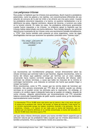 La guerra biológica y la escalada armamentista de la coevolución
UCMP – Understanding Evolution Team – 2007 – Traducción: Prof. José Miguel Palma ‐2009‐2010 6 
Los peligrosos tritones 
Para probar la hipótesis que los tritones eran ponzoñosos, Butch inyectó a predadores
potenciales, como los pájaros y los reptiles, con concentraciones diferentes de una
solución de extracto de la piel de tritón o les ofreció uno vivo para comer. Cuando
los predadores estuvieron expuestos a la toxina, se pusieron tambaleantes o se le
debilitaron las patas. Algunos vomitaron, dejaron de moverse, o tuvieron una caída
en la tensión arterial. En todos los casos, los predadores enfermaron gravemente
cuando fueron expuestos a los tritones. La evidencia apoyó la hipótesis que los
tritones habían desarrollado una toxina defensiva. Poco tiempo después, los químicos
identificaron la ponzoña de los tritones como una neurotoxina llamada tetrodotoxina,
o "TTX." Esta toxina también está presente en otros organismos, como las algas
dinoflageladas marinas que ocasionan los episodios conocidos como “mareas rojas”.
Las neurotoxinas son increíblemente peligrosas. Actúan directamente sobre las
células nerviosas que controlan todo lo que hacemos. Algunas neurotoxinas, como la
toxina del tétano (que podemos contraer por herirnos con un clavo oxidado,
arrastrando hacia nuestra corriente sanguínea las bacterias del tétano) sobre
estimulan las células nerviosas, y causa que todos los músculos de la víctima se
contraigan fuertemente. ¡Los músculos se contraen tan fuerte que pueden llegar a
romper los huesos!
Otras neurotoxinas, como la TTX, causan que los nervios dejen de funcionar por
completo. Una persona envenenada por TTX deja de respirar cuando sus células
nerviosas ya no pueden enviar los estímulos para la respiración. Sin embargo, el
corazón y el cerebro siguen trabajando hasta que se quedan sin oxígeno, después de
varios minutos. ¡Algunos sobrevivientes por envenenamiento con TTX recuerdan
haberse encontrado imposibilitados de pedir auxilio cuando otros ya los declaraban,
equivocadamente como muertos!
¡Así que estos tritones diminutos poseen una toxina terrible! Butch sospechó que la
selección natural por los predadores había causado que los tritones desarrollaran su
temible armamento. Pero su experimento reveló otra sorpresa más...
La neurotoxina TTX es 10.000 veces más tóxica que el cianuro y dos a tres veces más que
el veneno de la serpiente más "mortal" del mundo, la Taipan de Australia (“más mortal" es
un término equivocado porque las taipans raramente muerden a las personas). Pero las
serpientes, tritones, y el cianuro no son nada para la toxina del botulismo, que se
produce por una bacteria diminuta en la comida contaminada; la toxina del botulismo es
más de 10.000 veces más tóxica que la TTX
 