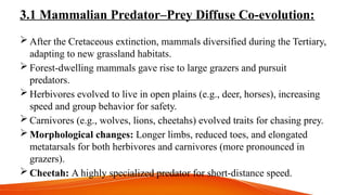 3.1 Mammalian Predator–Prey Diffuse Co-evolution:
 After the Cretaceous extinction, mammals diversified during the Tertiary,
adapting to new grassland habitats.
 Forest-dwelling mammals gave rise to large grazers and pursuit
predators.
 Herbivores evolved to live in open plains (e.g., deer, horses), increasing
speed and group behavior for safety.
 Carnivores (e.g., wolves, lions, cheetahs) evolved traits for chasing prey.
 Morphological changes: Longer limbs, reduced toes, and elongated
metatarsals for both herbivores and carnivores (more pronounced in
grazers).
 Cheetah: A highly specialized predator for short-distance speed.
 