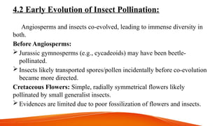4.2 Early Evolution of Insect Pollination:
Angiosperms and insects co-evolved, leading to immense diversity in
both.
Before Angiosperms:
 Jurassic gymnosperms (e.g., cycadeoids) may have been beetle-
pollinated.
 Insects likely transported spores/pollen incidentally before co-evolution
became more directed.
Cretaceous Flowers: Simple, radially symmetrical flowers likely
pollinated by small generalist insects.
 Evidences are limited due to poor fossilization of flowers and insects.
 