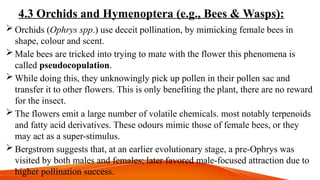 4.3 Orchids and Hymenoptera (e.g., Bees & Wasps):
 Orchids (Ophrys spp.) use deceit pollination, by mimicking female bees in
shape, colour and scent.
 Male bees are tricked into trying to mate with the flower this phenomena is
called pseudocopulation.
 While doing this, they unknowingly pick up pollen in their pollen sac and
transfer it to other flowers. This is only benefiting the plant, there are no reward
for the insect.
 The flowers emit a large number of volatile chemicals. most notably terpenoids
and fatty acid derivatives. These odours mimic those of female bees, or they
may act as a super-stimulus.
 Bergstrom suggests that, at an earlier evolutionary stage, a pre-Ophrys was
visited by both males and females; later favored male-focused attraction due to
higher pollination success.
 