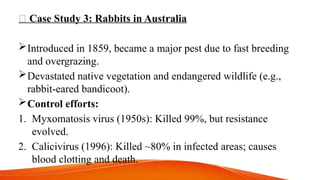 🐇 Case Study 3: Rabbits in Australia
Introduced in 1859, became a major pest due to fast breeding
and overgrazing.
Devastated native vegetation and endangered wildlife (e.g.,
rabbit-eared bandicoot).
Control efforts:
1. Myxomatosis virus (1950s): Killed 99%, but resistance
evolved.
2. Calicivirus (1996): Killed ~80% in infected areas; causes
blood clotting and death.
 