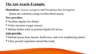 The Ant-Acacia Example:
Mutualism: Acacia cornigera and Pseudomyrmex ferruginea
Queen ant colonizes young swollen-thorn acacia.
Tree provides:
 Swollen stipules for shelter.
 Foliar nectaries (sugar source).
 Beltian bodies (rich in proteins/lipids) for larvae.
Ants provide:
 Defend acacia from insects, herbivores, and even neighboring plants.
 Clear ground vegetation around the trunk.
 