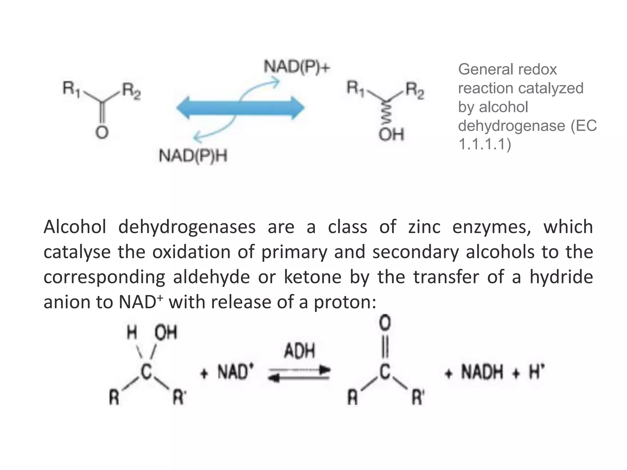 General redox
reaction catalyzed
by alcohol
dehydrogenase (EC
1.1.1.1)
Alcohol dehydrogenases are a class of zinc enzymes, which
catalyse the oxidation of primary and secondary alcohols to the
corresponding aldehyde or ketone by the transfer of a hydride
anion to NAD+ with release of a proton:
 