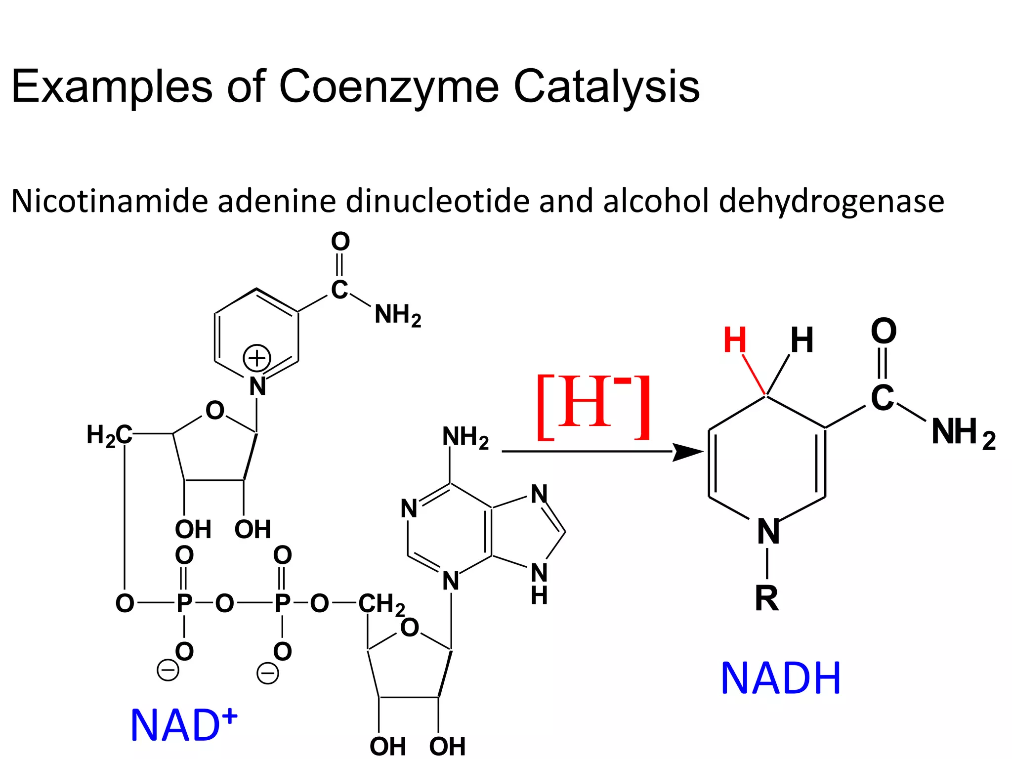 Examples of Coenzyme Catalysis
Nicotinamide adenine dinucleotide and alcohol dehydrogenase
N
N N
H
N
NH2
O
OH
OH
CH2
O
P
O
P
O
H2C
O
OH OH
N
C
O
NH2
O
O
O
O
[H-
]
N
C
O
NH2
R
H
H
NADH
NAD+
 