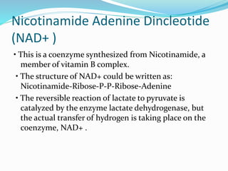 Nicotinamide Adenine Dincleotide
(NAD+ )
• This is a coenzyme synthesized from Nicotinamide, a
member of vitamin B complex.
• The structure of NAD+ could be written as:
Nicotinamide-Ribose-P-P-Ribose-Adenine
• The reversible reaction of lactate to pyruvate is
catalyzed by the enzyme lactate dehydrogenase, but
the actual transfer of hydrogen is taking place on the
coenzyme, NAD+ .
 