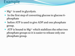 Example
 Mg2+ is used in glycolysis.
 In the first step of converting glucose to glucose 6-
phosphate
 before ATP is used to give ADP and one phosphate
group,
 ATP is bound to Mg2+ which stabilizes the other two
phosphate groups so it is easier to release only one
phosphate group.
 