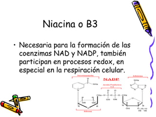 Niacina o B3
• Necesaria para la formación de las
coenzimas NAD y NADP, también
participan en procesos redox, en
especial en la respiración celular.
 