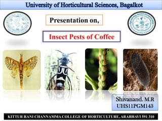 Presentation on,

                 Insect Pests of Coffee




                                              Shivanand. M.R
                                              UHS11PGM143
                                                             1
KITTUR RANI CHANNAMMA COLLEGE OF HORTICULTURE, ARABHAVI 591 310
 