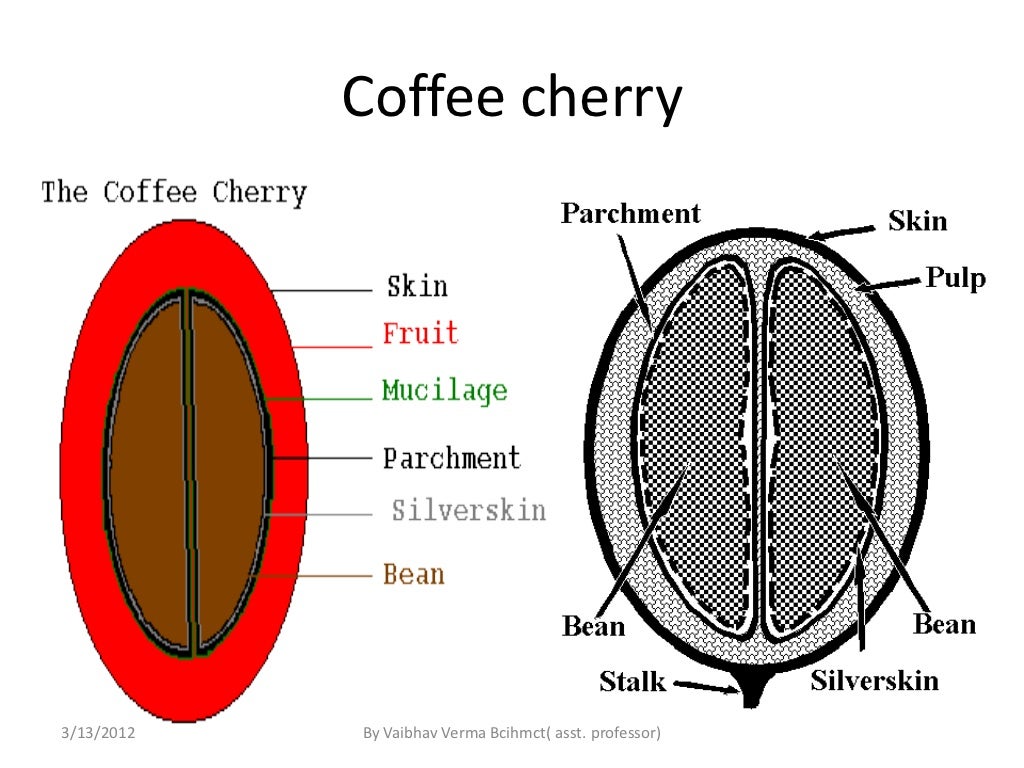 Cofee production and types of coffee
