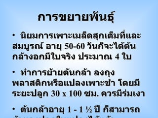 นิยมการเพาะเมล็ดสุกเต็มที่และสมบูรณ์ อายุ  50-60  วันก็จะได้ต้นกล้างอกมีใบจริง ประมาณ  4  ใบ ทำการย้ายต้นกล้า ลงถุงพลาสติกหรือแปลงเพาะชำ โดยมีระยะปลูก  30  x  100  ซม .   ควรมีร่มเงา ต้นกล้าอายุ  1 - 1  ½  ปี ก็สามารถย้ายลงปลูกในแปลงได้แล้ว การขยายพันธุ์ 