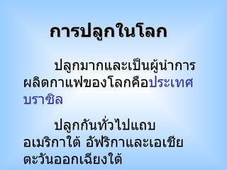 ปลูกมากและเป็นผู้นำการผลิตกาแฟของโลกคือ ประเทศบราซิล ปลูกกันทั่วไปแถบอเมริกาใต้ อัฟริกาและเอเชียตะวันออกเฉียงใต้ การปลูกในโลก  