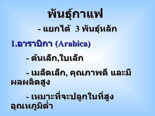 -  แยกได้  3  พันธุ์หลัก 1. อาราบิกา  ( Arabica ) -  ต้นเล็ก , ใบเล็ก -  เมล็ดเล็ก ,  คุณภาพดี และมีผลผลิตสูง -  เหมาะที่จะปลูกในที่สูง อุณหภูมิต่ำ -  ไม่ต้านทานต่อโรคราสนิม  ( Rust ) พันธุ์กาแฟ 