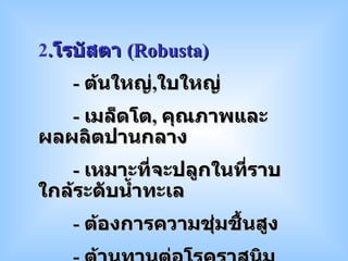 2 . โรบัสตา  ( Robusta ) -  ต้นใหญ่ , ใบใหญ่ -  เมล็ดโต ,  คุณภาพและผลผลิตปานกลาง -  เหมาะที่จะปลูกในที่ราบ ใกล้ระดับน้ำทะเล -  ต้องการความชุ่มชื้นสูง -  ต้านทานต่อโรคราสนิม 