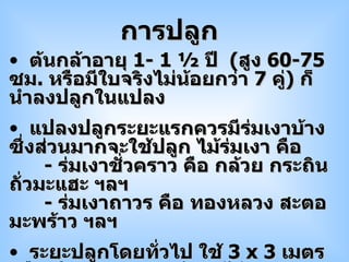 ต้นกล้าอายุ  1- 1  ½  ปี  ( สูง  60-75  ซม .  หรือมีใบจริงไม่น้อยกว่า  7  คู่ )  ก็นำลงปลูกในแปลง  แปลงปลูกระยะแรกควรมีร่มเงาบ้างซึ่งส่วนมากจะใช้ปลูก ไม้ร่มเงา คือ  -  ร่มเงาชั่วคราว คือ กล้วย กระถิน ถั่วมะแฮะ ฯลฯ -  ร่มเงาถาวร คือ ทองหลวง สะตอ มะพร้าว ฯลฯ ระยะปลูกโดยทั่วไป ใช้  3  x   3   เมตร หรือ ประมาณ  200  ต้น  /   ไร่  ( ระยะปลูกจะขึ้นกับวิธีการปลูกและการตัดแต่งทรงพุ่ม ) การปลูก 