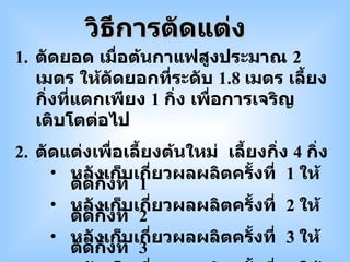 ตัดยอด เมื่อต้นกาแฟสูงประมาณ  2  เมตร ให้ตัดยอกที่ระดับ  1.8  เมตร เลี้ยงกิ่งที่แตกเพียง  1  กิ่ง เพื่อการเจริญเติบโตต่อไป ตัดแต่งเพื่อเลี้ยงต้นใหม่  เลี้ยงกิ่ง  4  กิ่ง หลังเก็บเกี่ยวผลผลิตครั้งที่  1  ให้ตัดกิ่งที่  1 หลังเก็บเกี่ยวผลผลิตครั้งที่  2  ให้ตัดกิ่งที่  2 หลังเก็บเกี่ยวผลผลิตครั้งที่  3  ให้ตัดกิ่งที่  3 หลังเก็บเกี่ยวผลผลิตครั้งที่  4  ให้ตัดกิ่งที่  4 หลังเก็บเกี่ยวผลผลิตครั้งที่  5  ให้ตัดกิ่งที่  1 ตัดแบบทั้งต้น ทำการปลูก  ทำการปลูกแบบฮาวาย วิธีการตัดแต่ง 