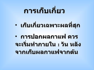 เก็บเกี่ยวเฉพาะผลที่สุก การปอกผลกาแฟ ควรจะเริ่มทำภายใน  1   วัน หลังจากเก็บผลกาแฟจากต้น การเก็บเกี่ยว 