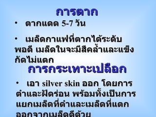 ตากแดด  5-7  วัน เมล็ดกาแฟที่ตากได้ระดับพอดี เมล็ดในจะมีสีคล้ำและแข็ง กัดไม่แตก การตาก เอา  silver skin  ออก โดยการตำและฝัดร่อน พร้อมทั้งเป็นการแยกเมล็ดที่ดำและเมล็ดที่แตกออกจากเมล็ดดีด้วย การกระเทาะเปลือก 