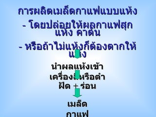 การผลิตเมล็ดกาแฟแบบแห้ง -  โดยปล่อยให้ผลกาแฟสุก แห้ง คาต้น -  หรือถ้าไม่แห้งก็ต้องตากให้แห้ง นำผลแห้งเข้าเครื่องสีหรือตำ ฝัด  +  ร่อน เมล็ดกาแฟ 