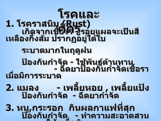 1.  โรคราสนิม  ( Rust ) เกิดจากเชื้อรา  -  รอยแผลจะเป็นสีเหลืองกึ่งส้ม ปรากฏอยู่ใต้ใบ ระบาดมากในฤดูฝน ป้องกันกำจัด -  ใช้พันธุ์ต้านทาน -  ฉีดยาป้องกันกำจัดเชื้อรา เมื่อมีการระบาด 2.  แมลง   -  เพลี้ยหอย  ,   เพลี้ยแป้ง ป้องกันกำจัด  -  ฉีดยากำจัด 3.  หนู , กระรอก  กินผลกาแฟที่สุก ป้องกันกำจัด  -  ทำความสะอาดสวน   -  ใช้เหยื่อพิษ โรคและศัตรู 