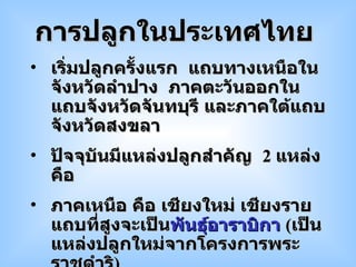 เริ่มปลูกครั้งแรก  แถบทางเหนือในจังหวัดลำปาง  ภาคตะวันออกในแถบจังหวัดจันทบุรี และภาคใต้แถบจังหวัดสงขลา ปัจจุบันมีแหล่งปลูกสำคัญ  2  แหล่ง คือ ภาคเหนือ คือ เชียงใหม่ เชียงราย แถบที่สูงจะเป็น พันธุ์อาราบิกา   ( เป็นแหล่งปลูกใหม่จากโครงการพระราชดำริ ) ภาคใต้ คือ ชุมพร ระนอง นครศรีธรรมราช เป็นแหล่งปลูกที่สำคัญของประเทศไทย จะเป็น พันธุ์ โรบัสตา การปลูกในประเทศไทย 
