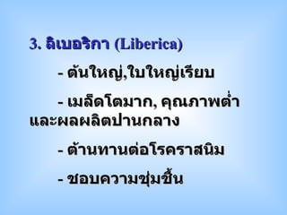 3.  ลิเบอริกา  ( Liberica ) -  ต้นใหญ่ , ใบใหญ่เรียบ -  เมล็ดโตมาก ,  คุณภาพต่ำและผลผลิตปานกลาง -  ต้านทานต่อโรคราสนิม -  ชอบความชุ่มชื้น 