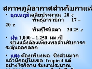 อุณหภูม ิเฉลี่ยประมาณ  20   . c   พันธุ์อาราบิกา  17  –  20  . c   พันธุ์โรบัสตา  20 25  . c ฝน   1,000  –  1,250  มม . / ปี   ช่วงแล้งต้องเพียงพอสำหรับการกระตุ้นออกดอก แสง  ต้องเพียงพอ  ซึ่งส่วนมากแล้วมักอยู่ในเขต   Tropical  แต่อย่างไรก็ตาม ร่มเงาประมาณ  30-50 %  ของแสงอาทิตย์ เป็นสิ่งจำเป็นในบางแถบ เช่น ประเทศเปอร์โตริโก สภาพภูมิอากาศสำหรับกาแฟ 