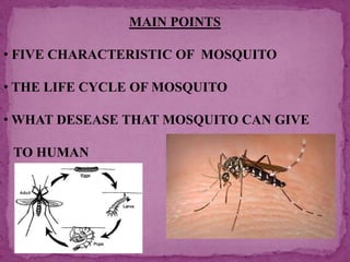 MAIN POINTS
• FIVE CHARACTERISTIC OF MOSQUITO
• THE LIFE CYCLE OF MOSQUITO
• WHAT DESEASE THAT MOSQUITO CAN GIVE
TO HUMAN

 