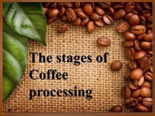 The stages of
Coffee
processing

 