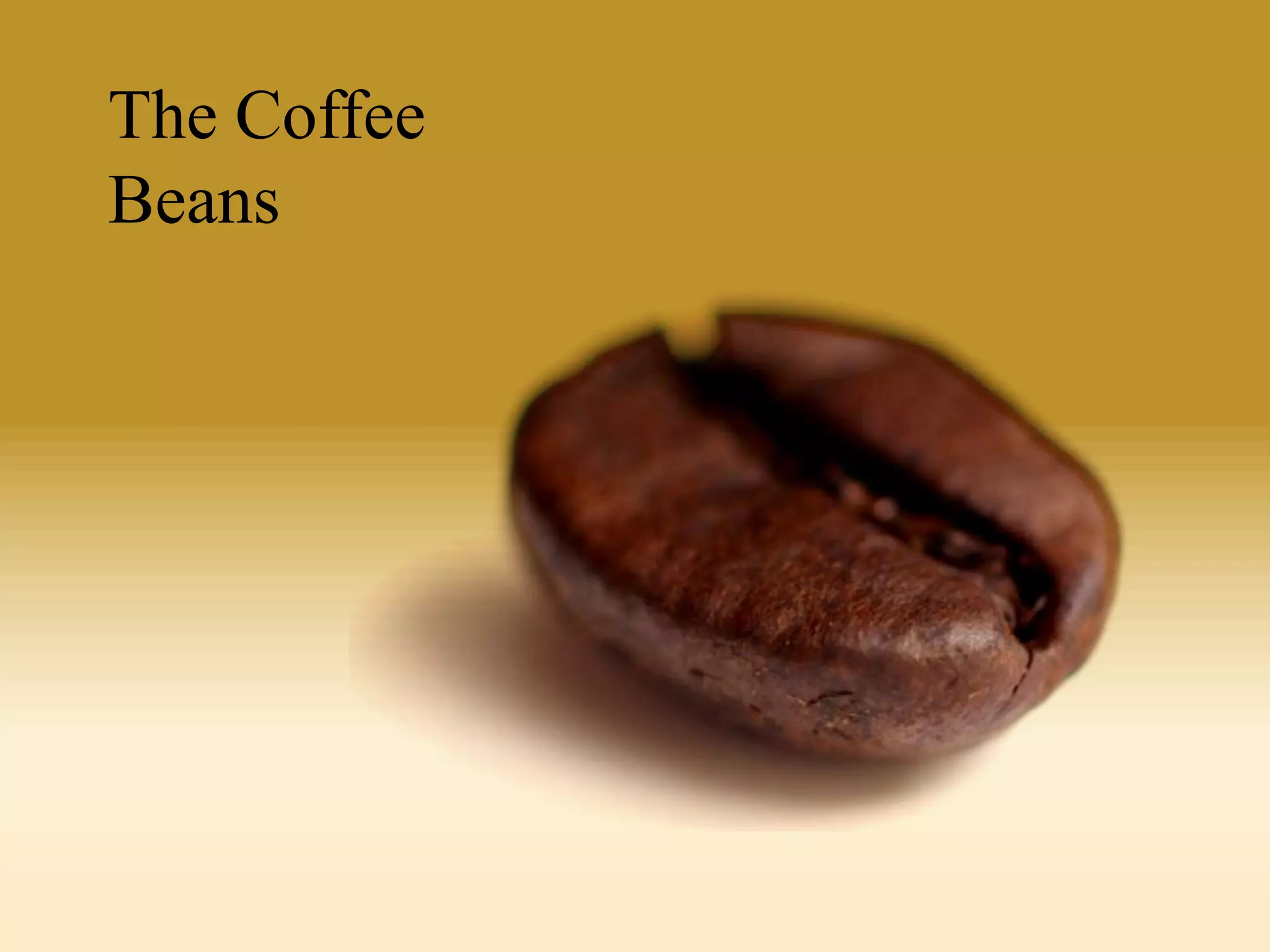 The Coffee
Beans

 