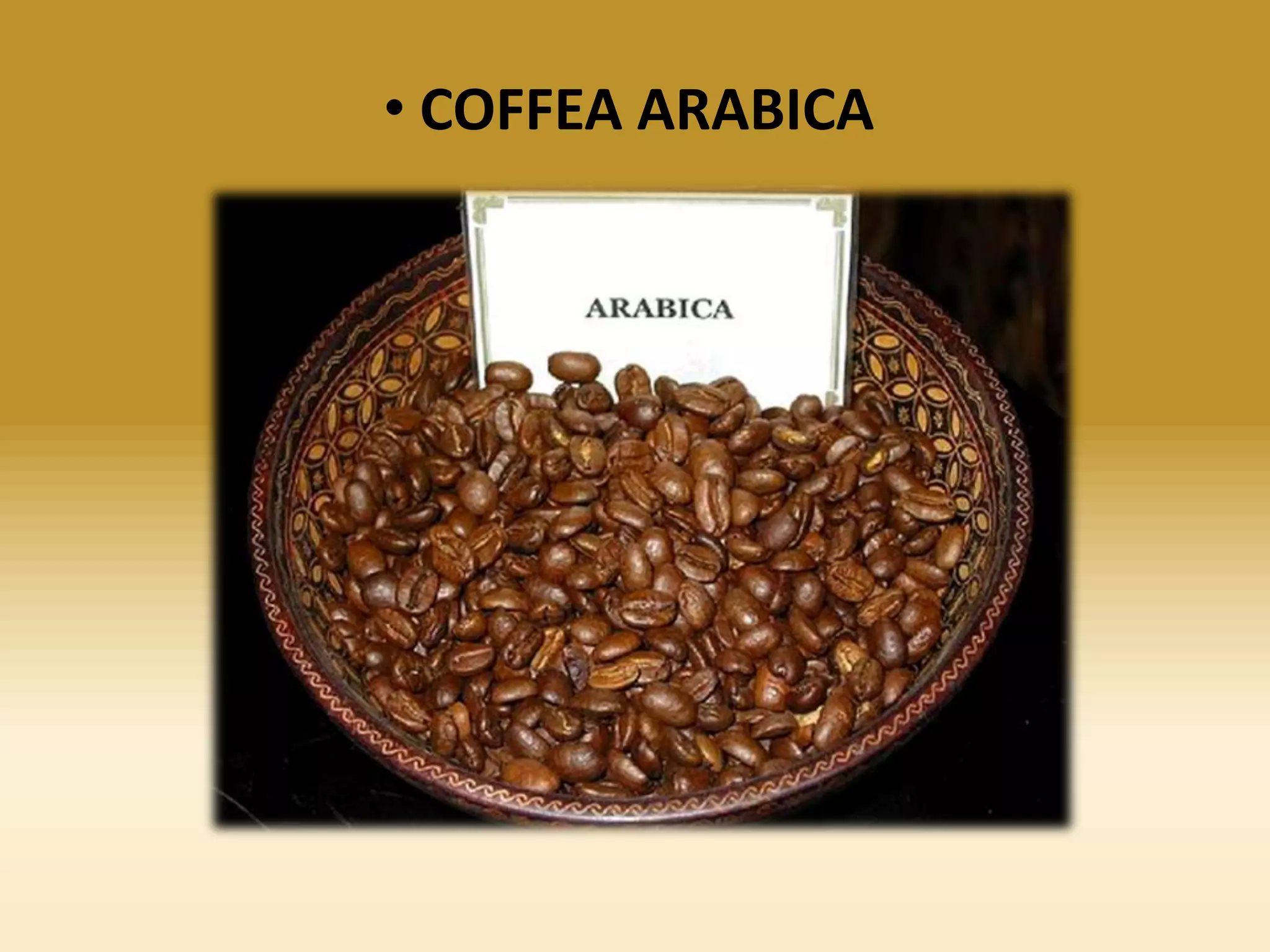 • COFFEA ARABICA

 